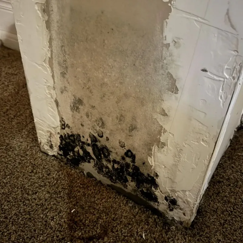 Professional Mold Removal in Crittenden, KY